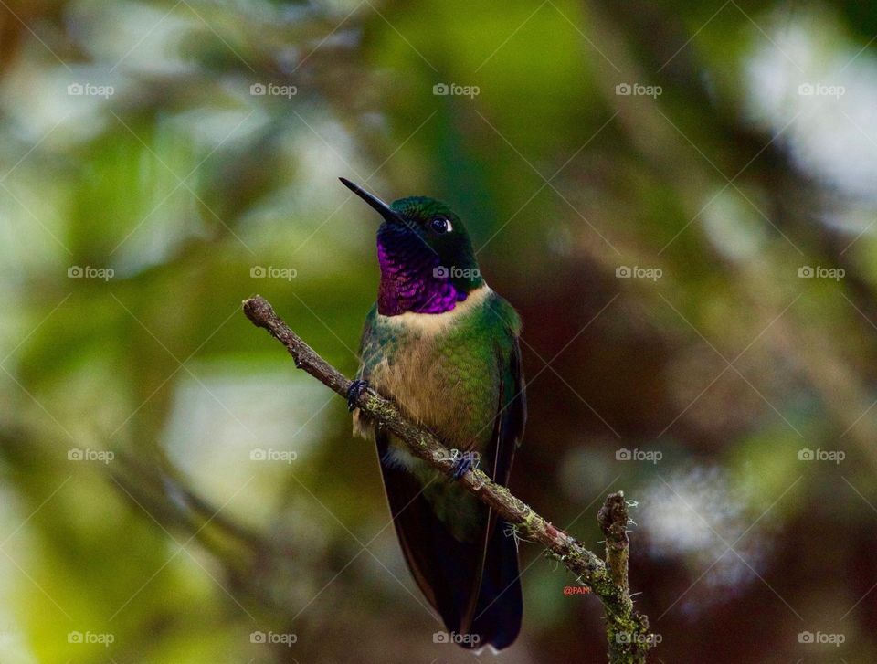 Qente-colibrí 