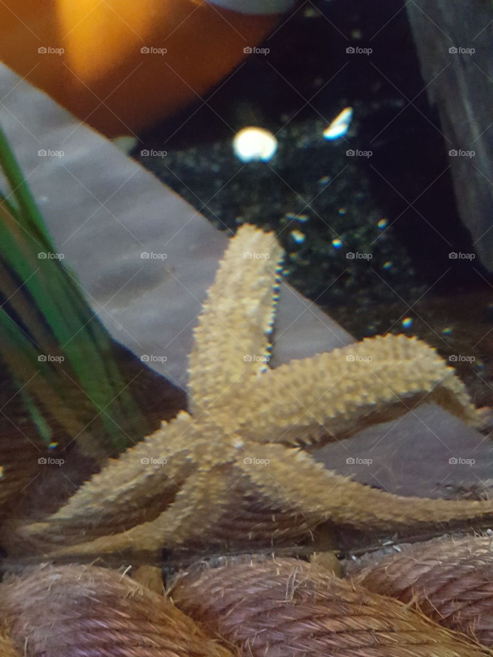 starfish