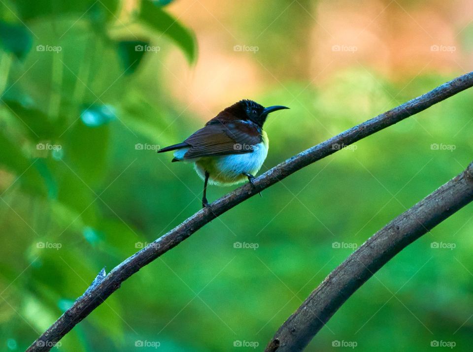 Bird photography  - sun bird- humming