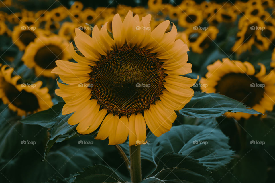 Sunflower