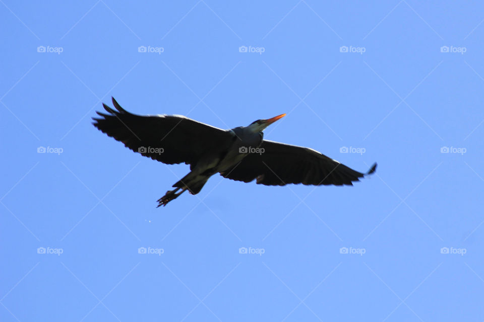 Gray heron in flight, my favorite bird