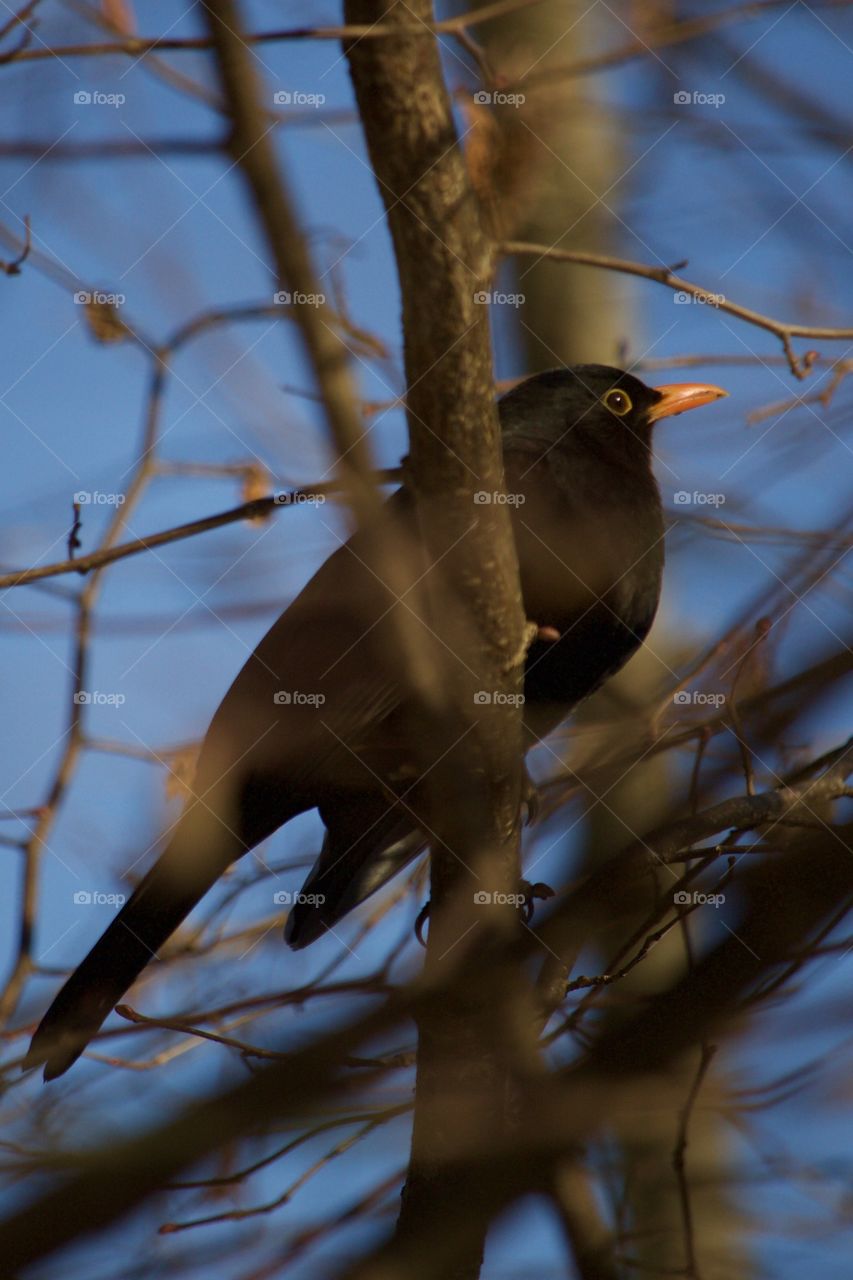 Blackbird perching on tree branch