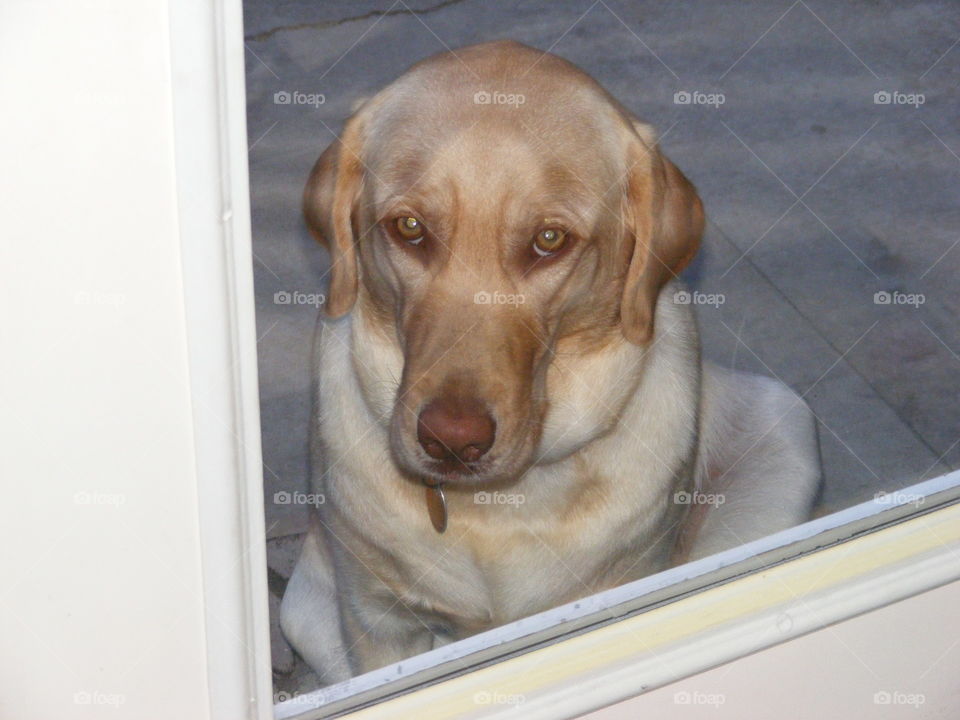 She is looking in the window of the back door. She looks sad!