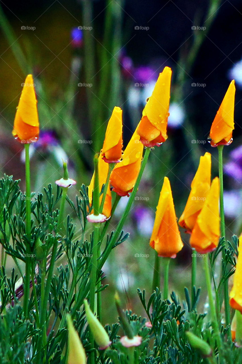 This is a closeup of a previous picture submitted but I wanted to show how the cool mist had collected on the poppies causing the poppies to close like they do at night.  It was midday,the mist was clearing, & the sun emerged from behind the clouds ⛅️