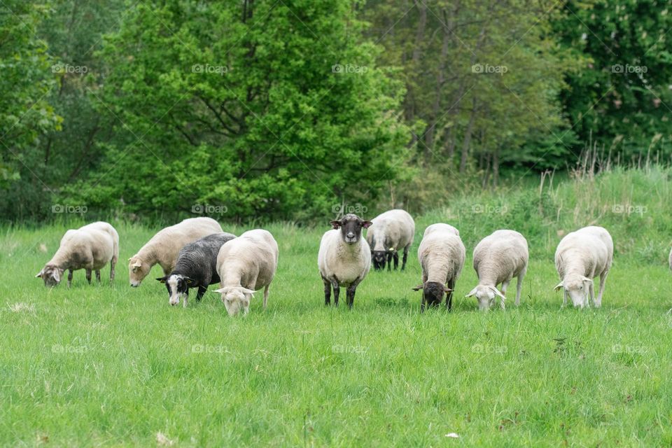 Photo of sheep in field