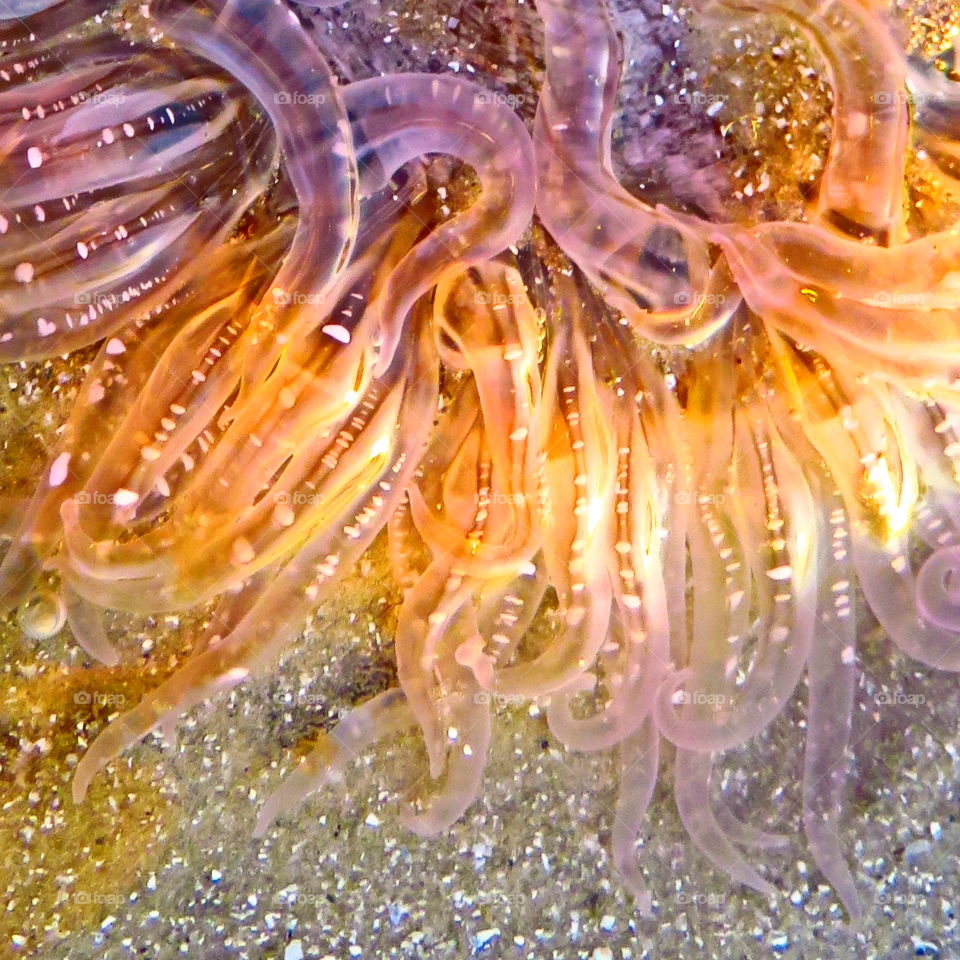 Sea Lights. Sea anemone 