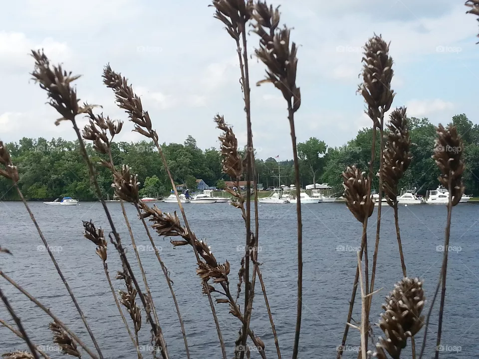 Nature, No Person, Sky, Water, Tree
