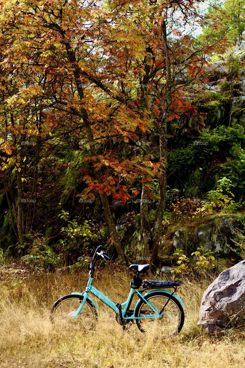 Jopo’s adventures in autumn forest  in Helsinki Finland