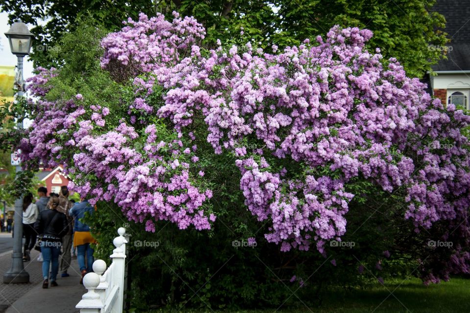 Lilac bush in bloom