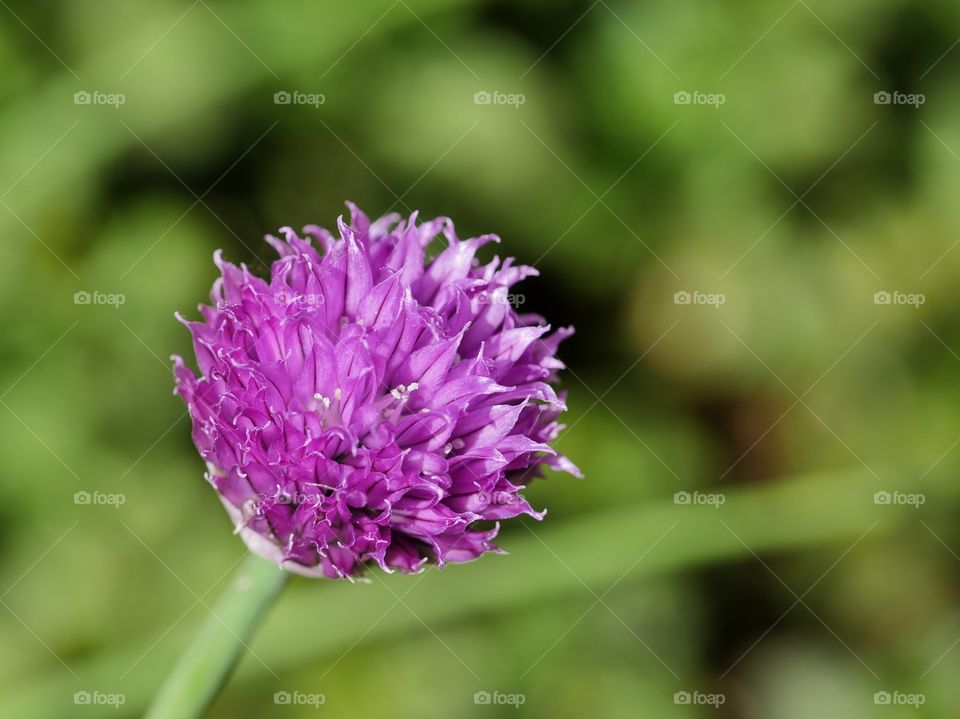 Flowering chive