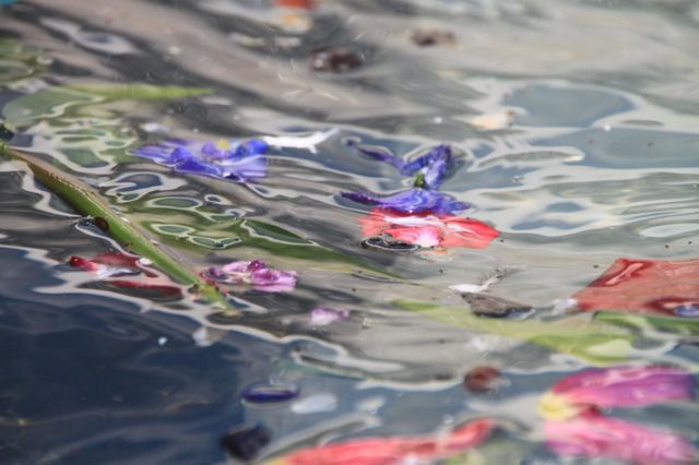 petals dancing in the water