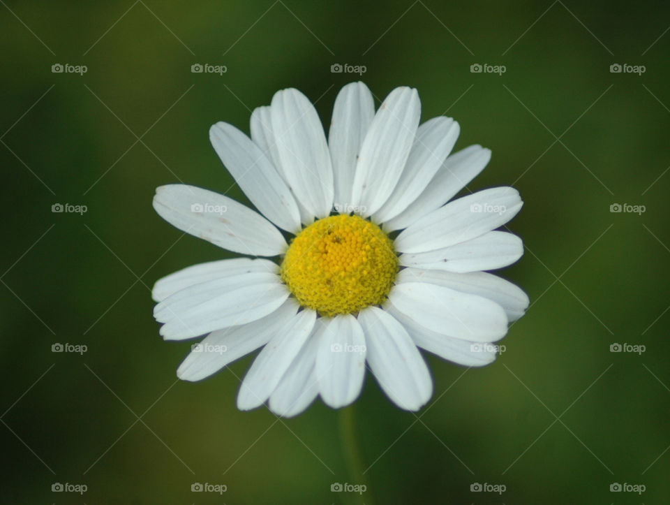 flower summer Daisy