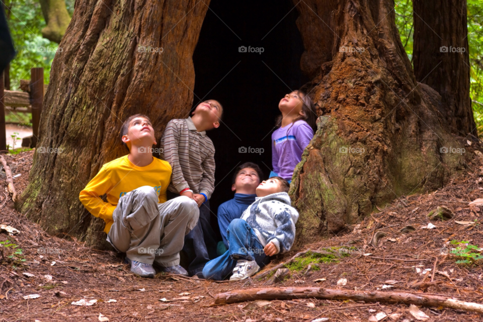 people muir woods nature outdoors by jmsilva59