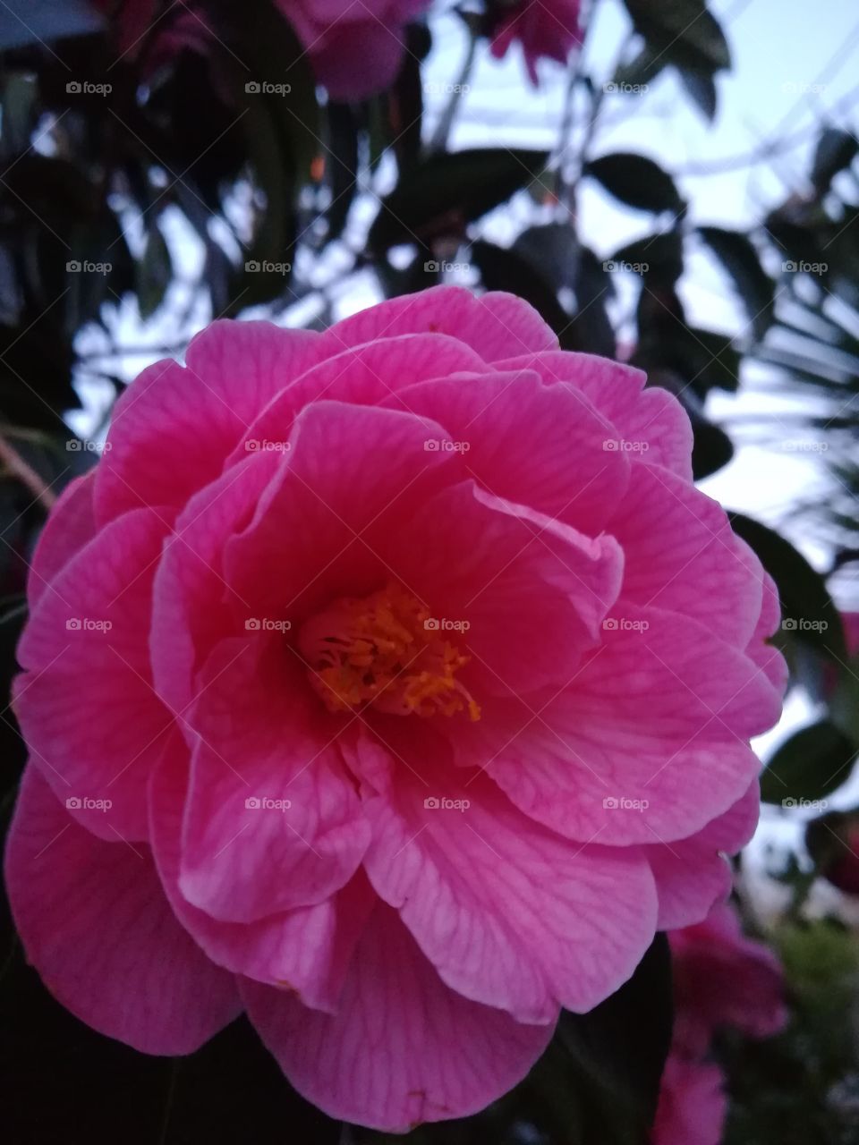 Pink flower