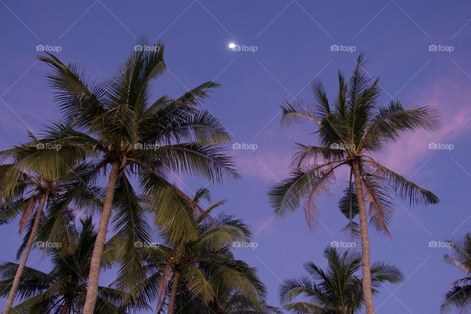 Tropical Sunset View Through Beautiful Palm Tress With The Upcoming Moon