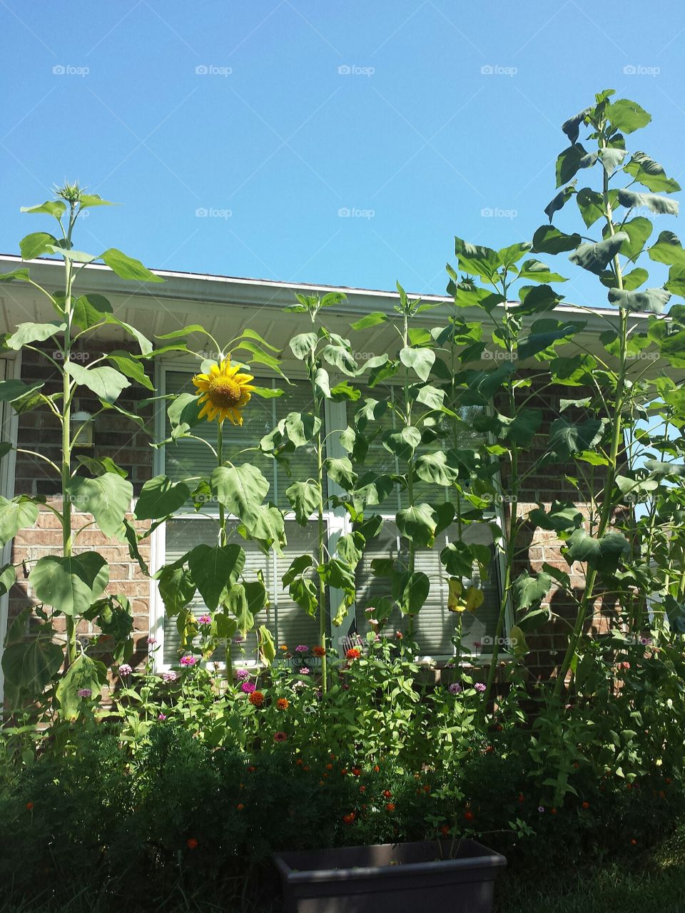 sunflower garden