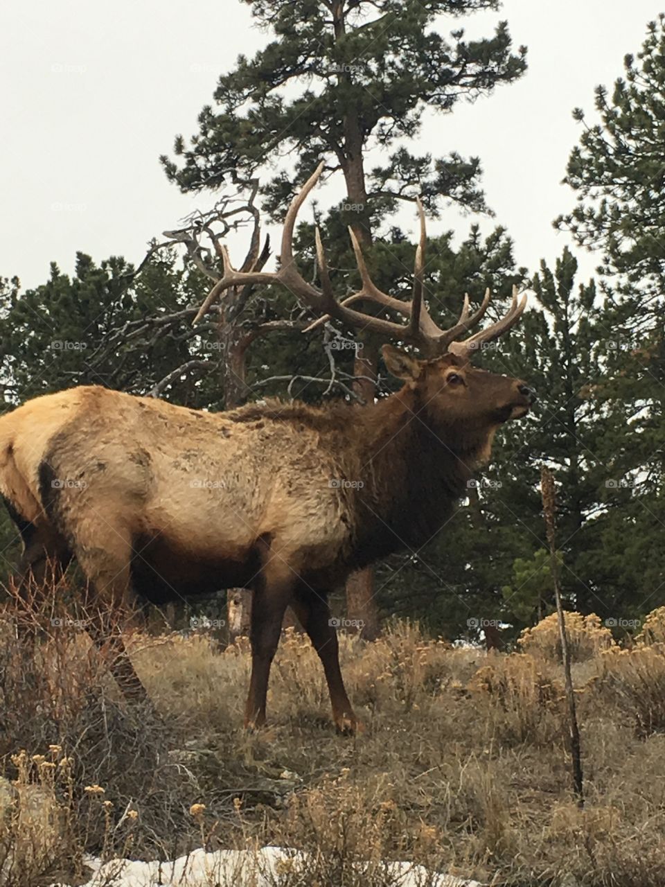 Elk in Estes Park