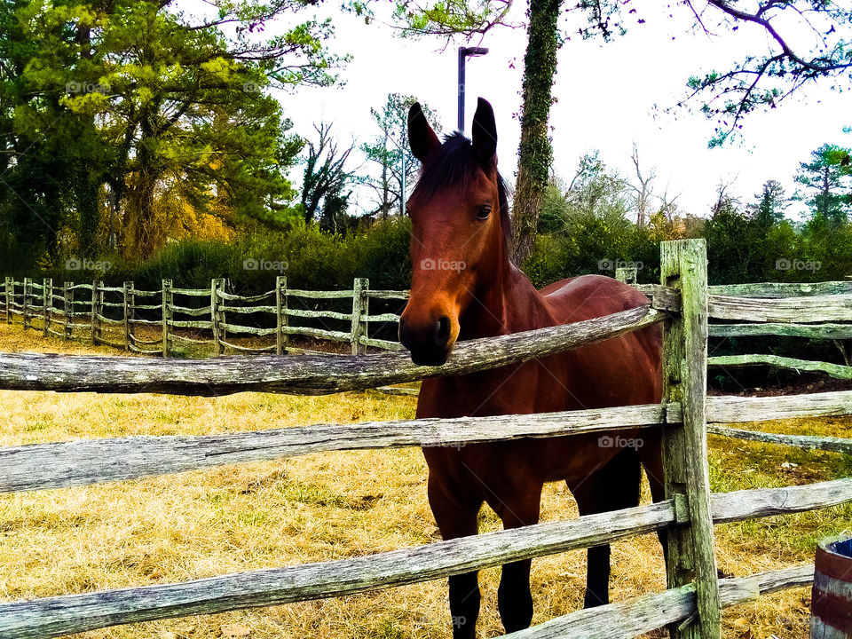 Horse at Colonial Williamsburg
