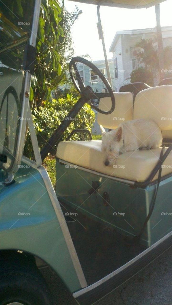 Golf cart bed