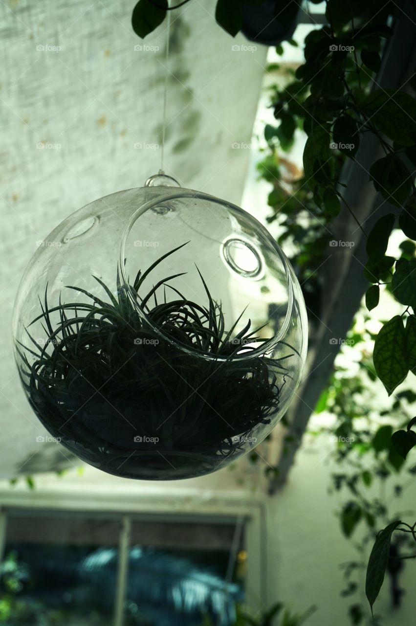 in the glass ball