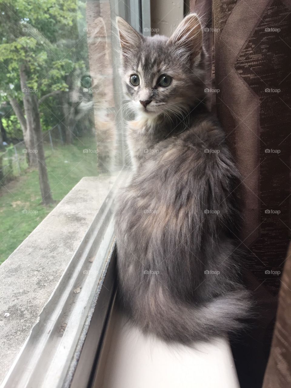 Cat in windowsill