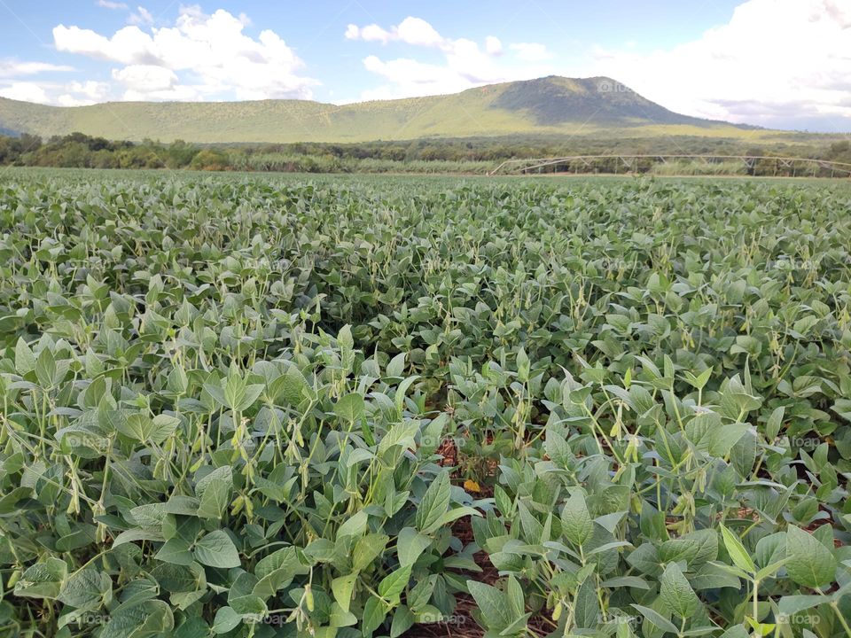 Soybean Field
