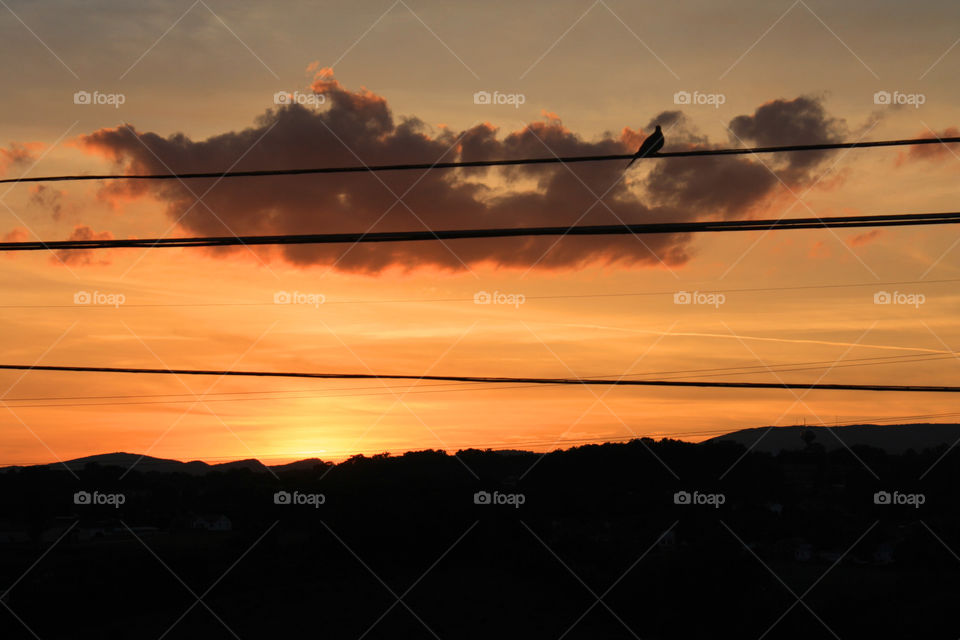 Bird on a wire