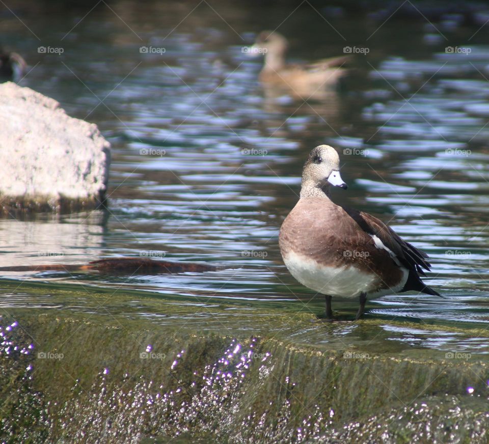 Wigeon Duck at Waterfall