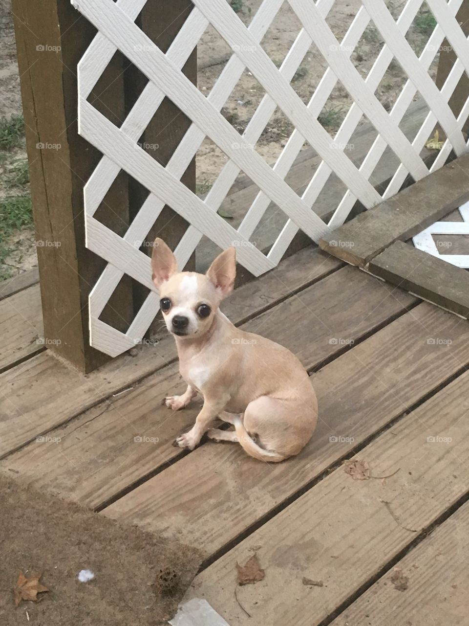 Chihuahua 