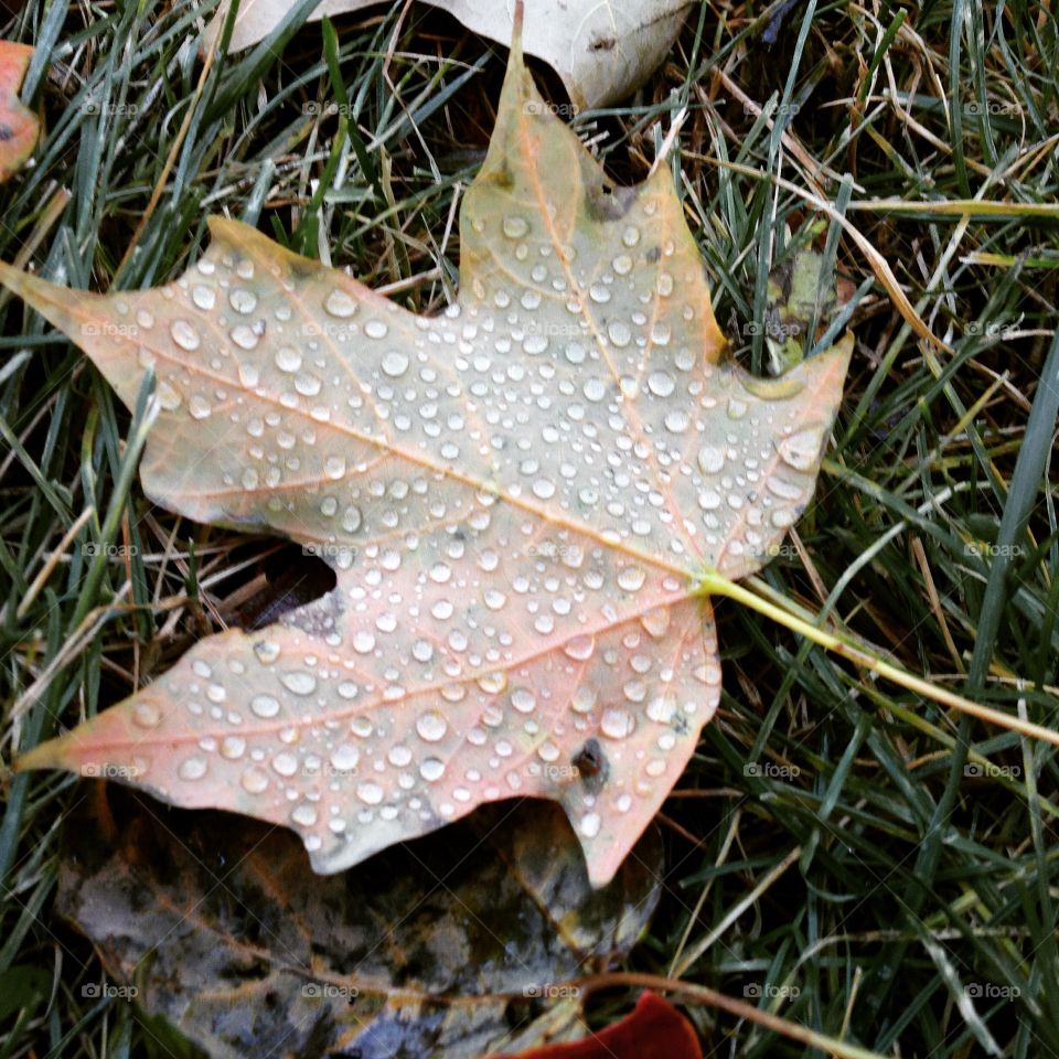 Fall leaf with rain drops 