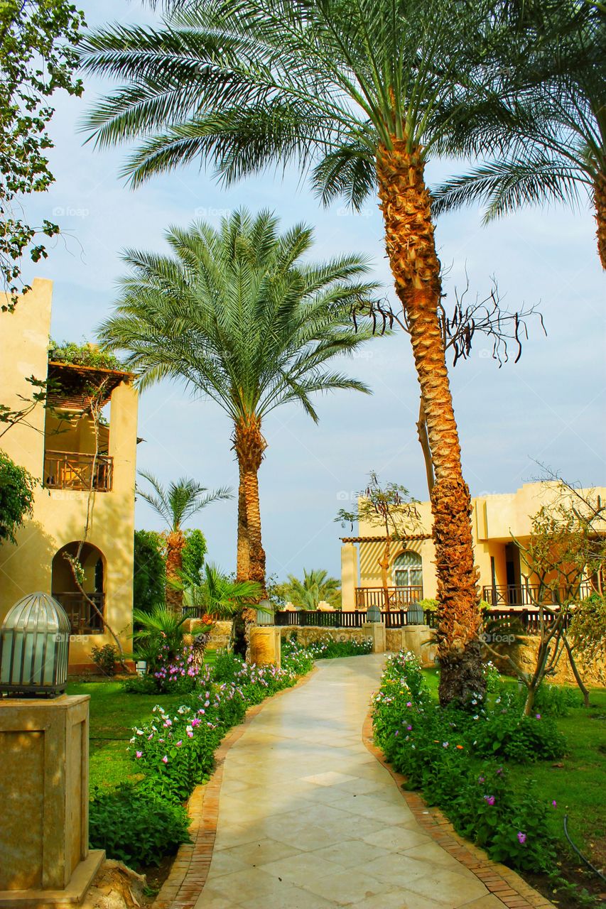 palm, Grand Hotel Sharm el Sheikh, travel