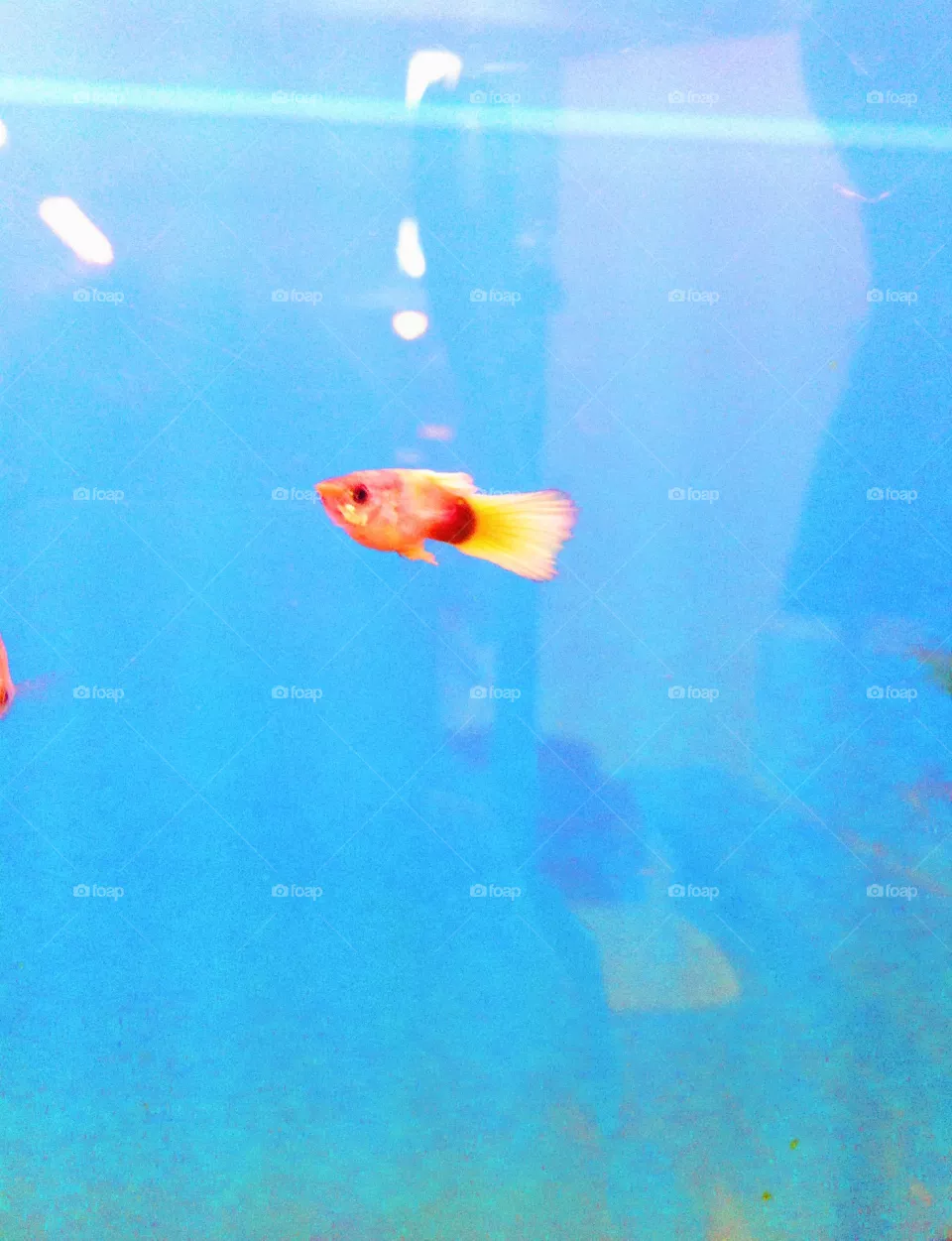 Fish