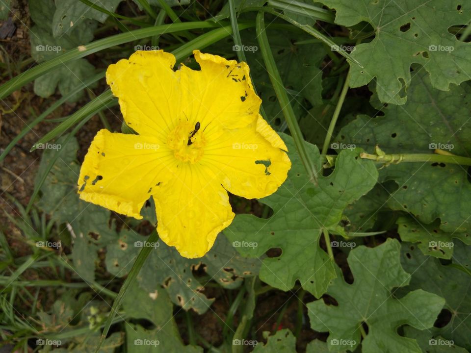 yellow flower