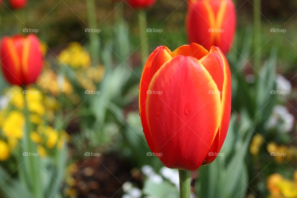 Tulips