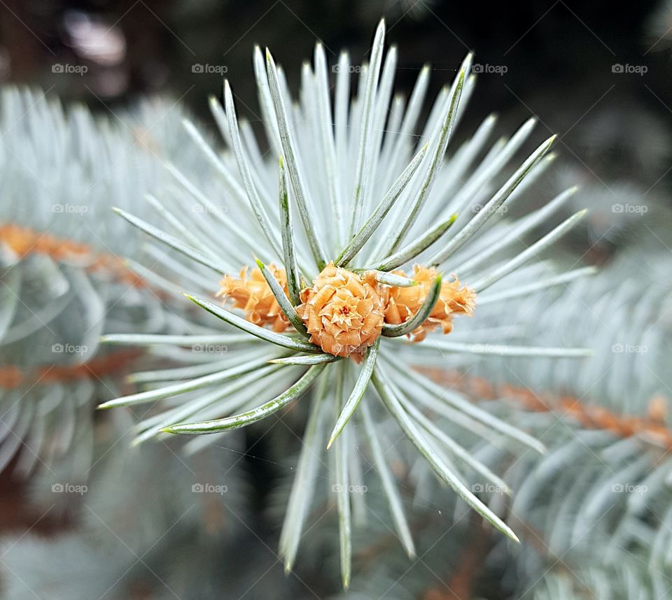 Blue branch of pine with cones
