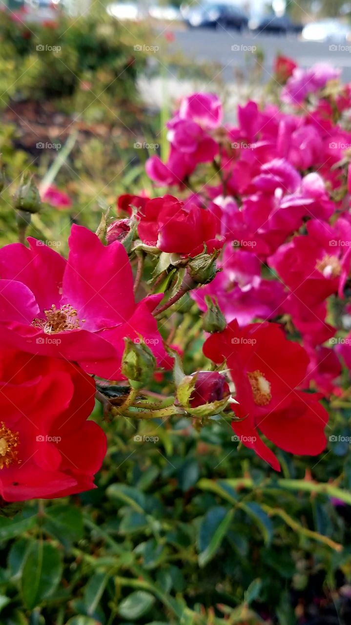 red roses in Sacramento