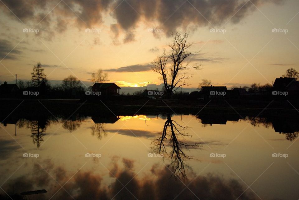 Sunset tree. 