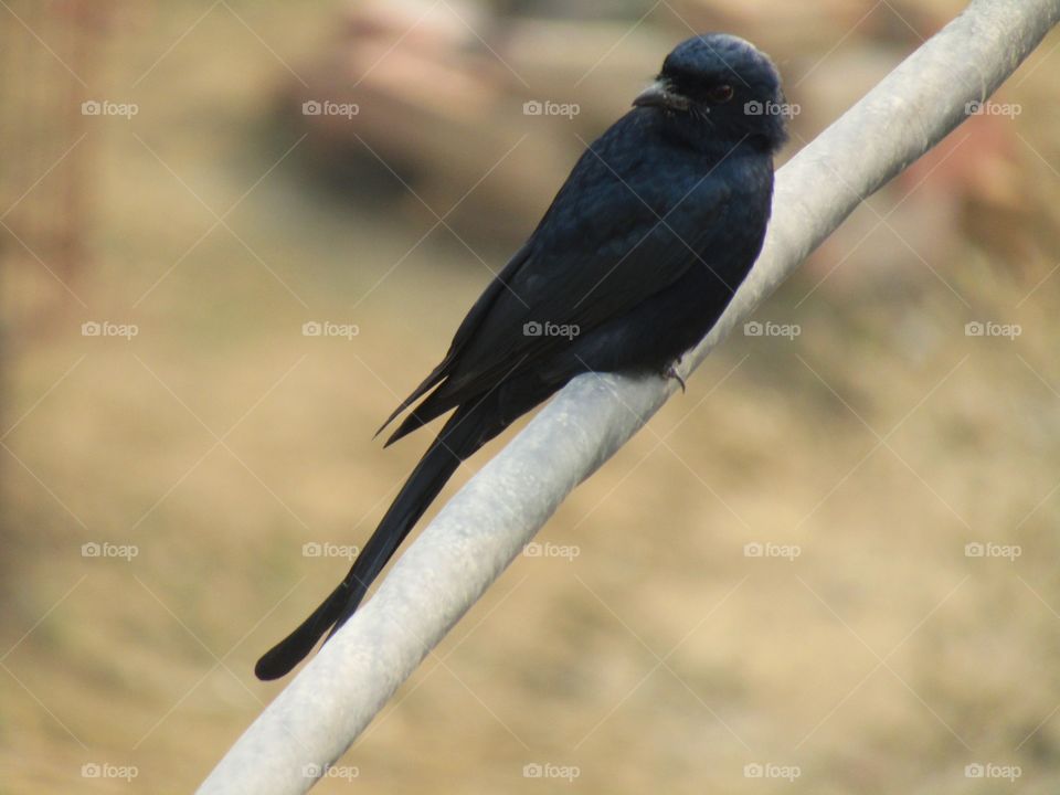 The black drongo (Dicrurus macrocercus) is a small Asian passerine bird of the drongo family Dicruridae.
