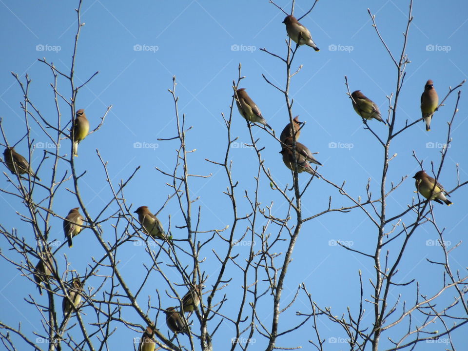 Cedar Waxwings
