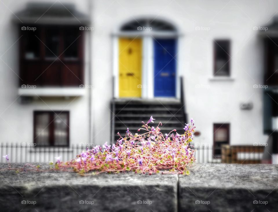 Flowers on rock. 