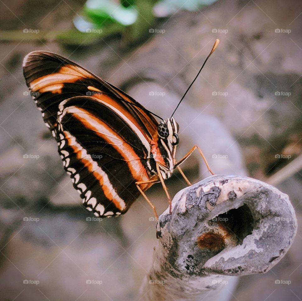 black and orange butterfly closeup