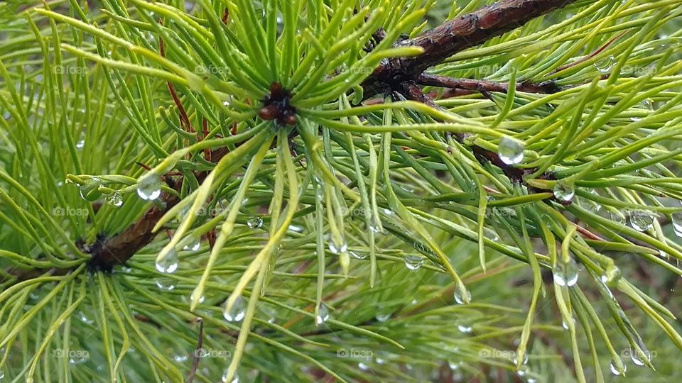 Needle, Pine, Evergreen, Tree, Conifer