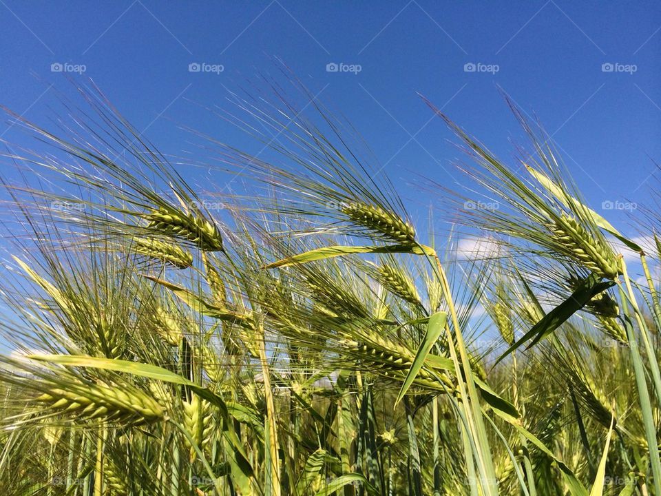 View of wheat field