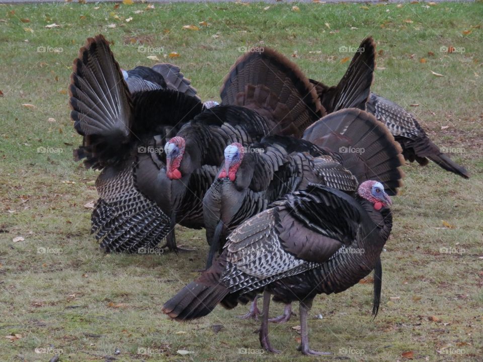 Wild turkeys in northern Ohio, USA