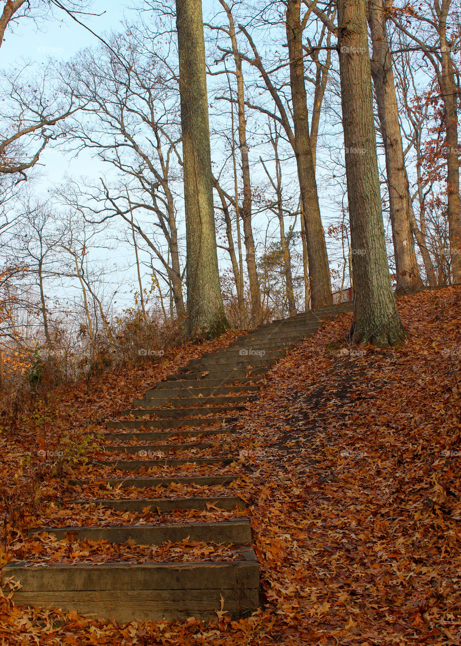 Steps Upwards and Through the Trees on A Foggy Morning