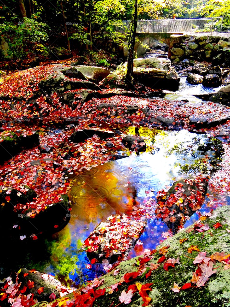Autumn leaves fallen on creek in the forest