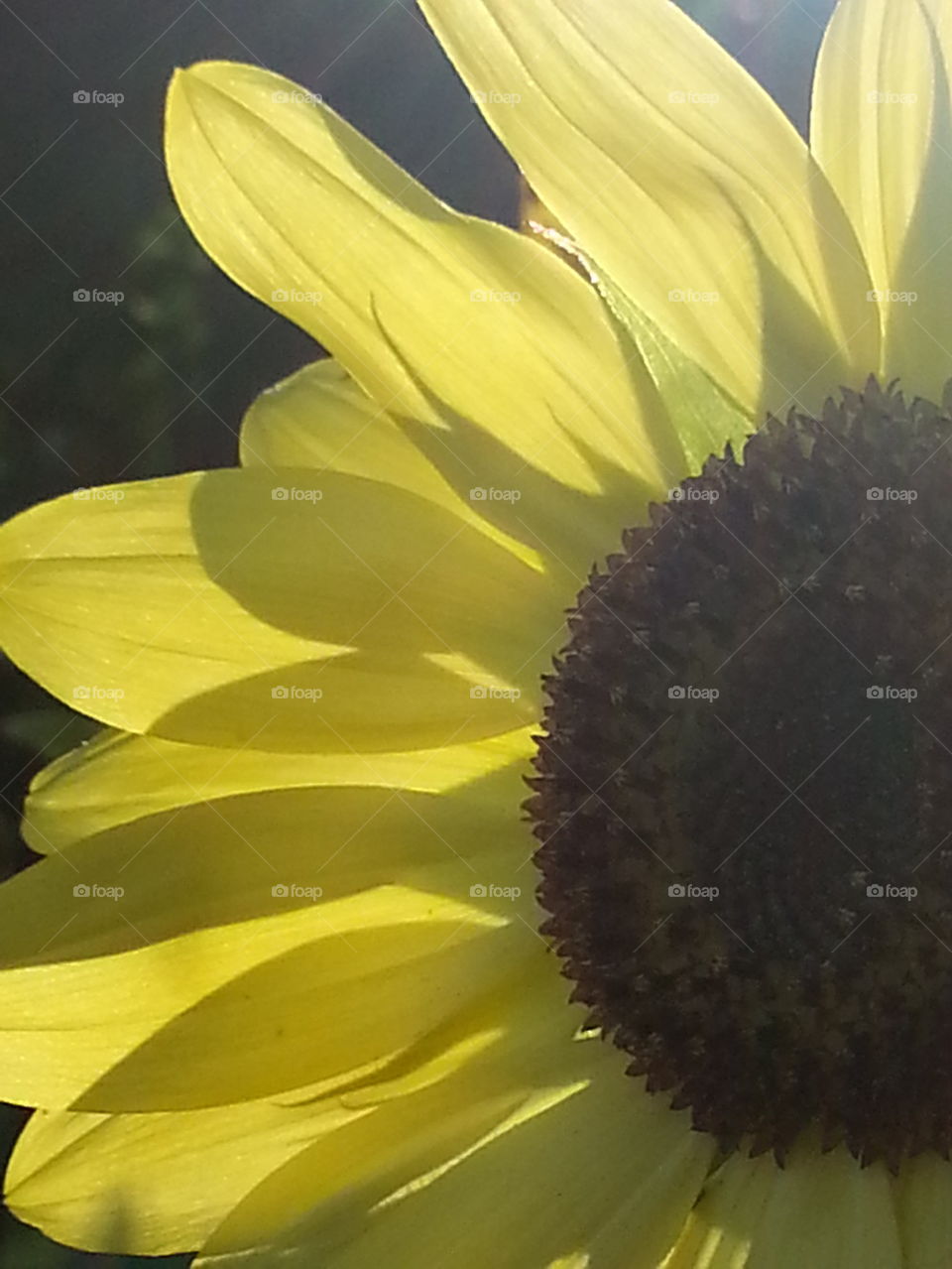sunlight on sunflower