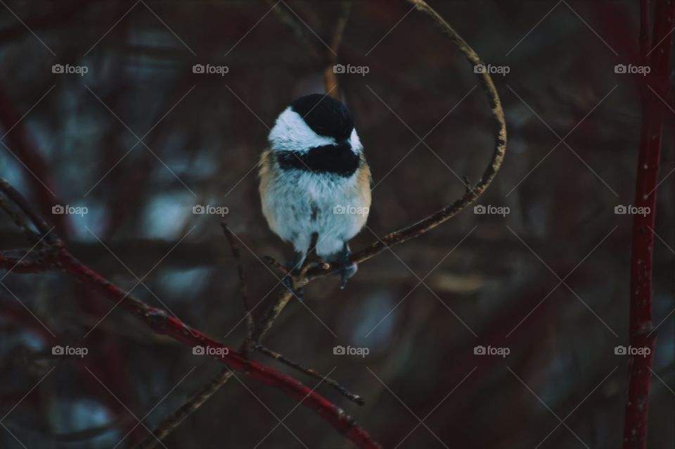 Bird, Wildlife, No Person, Winter, Nature