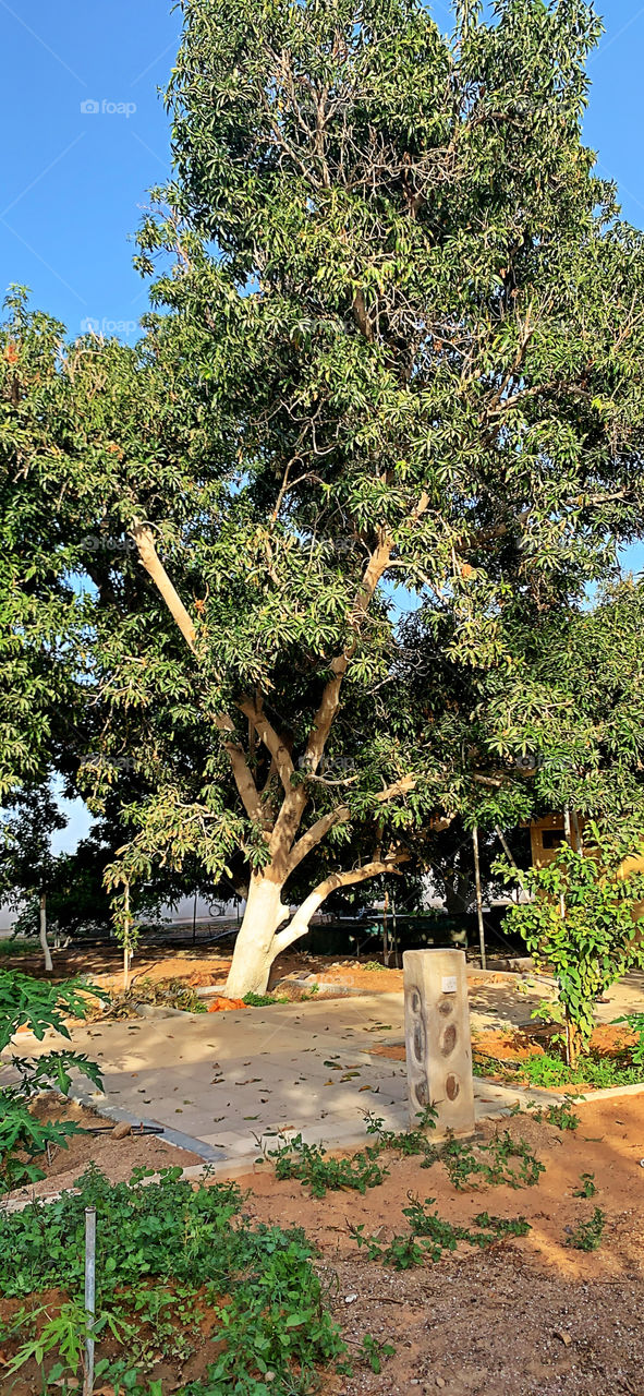 Mango tree