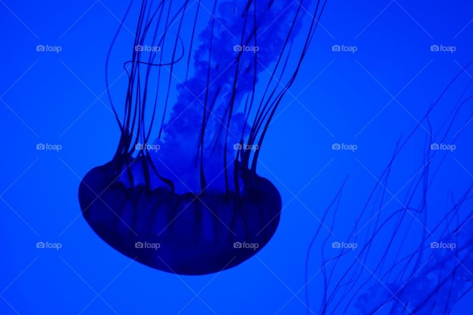 Blue Jellyfish Underwater